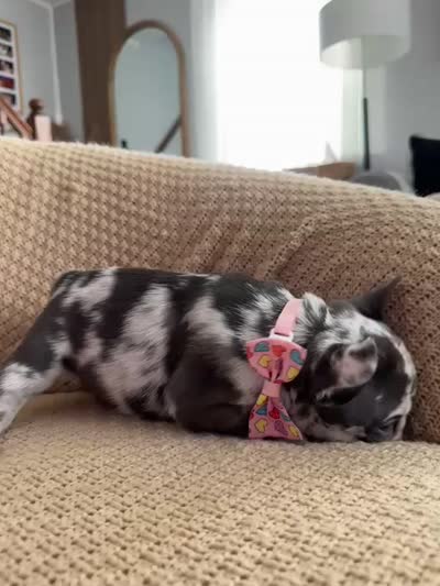 Marinette, a female French Bulldog for sale in Trenton, NJ – 6 of 6