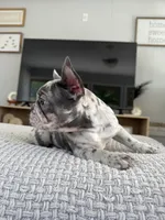 Ester, a female French Bulldog for sale in Trenton, NJ – 4 of 7