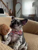 Marinette, a female French Bulldog for sale in Trenton, NJ – 2 of 6