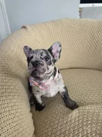 Nova, a female French Bulldog for sale in Trenton, NJ – 4 of 5