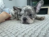 Ester, a female French Bulldog for sale in Trenton, NJ – 5 of 7