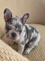 Ester, a female French Bulldog for sale in Trenton, NJ – 1 of 7