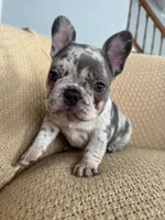 Ester, a female French Bulldog for sale in Trenton, NJ – 7 of 7