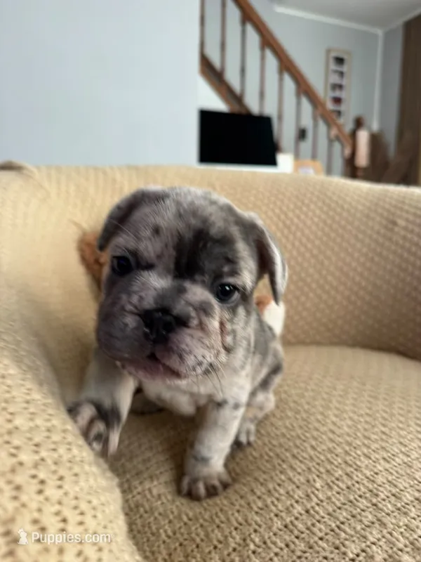 Chai – French Bulldog puppy for sale in Trenton, NJ