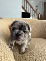Chai, a male French Bulldog for sale in Trenton, NJ – 1 of 7