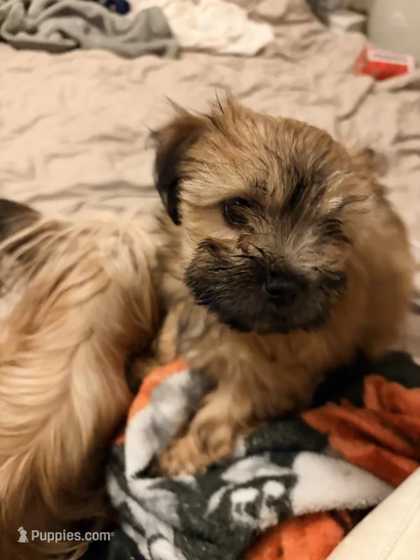 Princess – Yorkipoo puppy for sale in Colonial Heights, VA