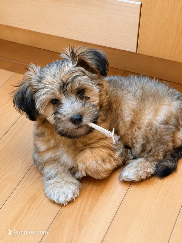Mr Handsome – Yorkipoo puppy for sale in Colonial Heights, VA