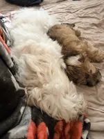 Princess, a female Yorkipoo for sale in Colonial Heights, VA – 4 of 4