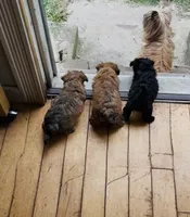 Princess, a female Yorkipoo for sale in Colonial Heights, VA – 2 of 4