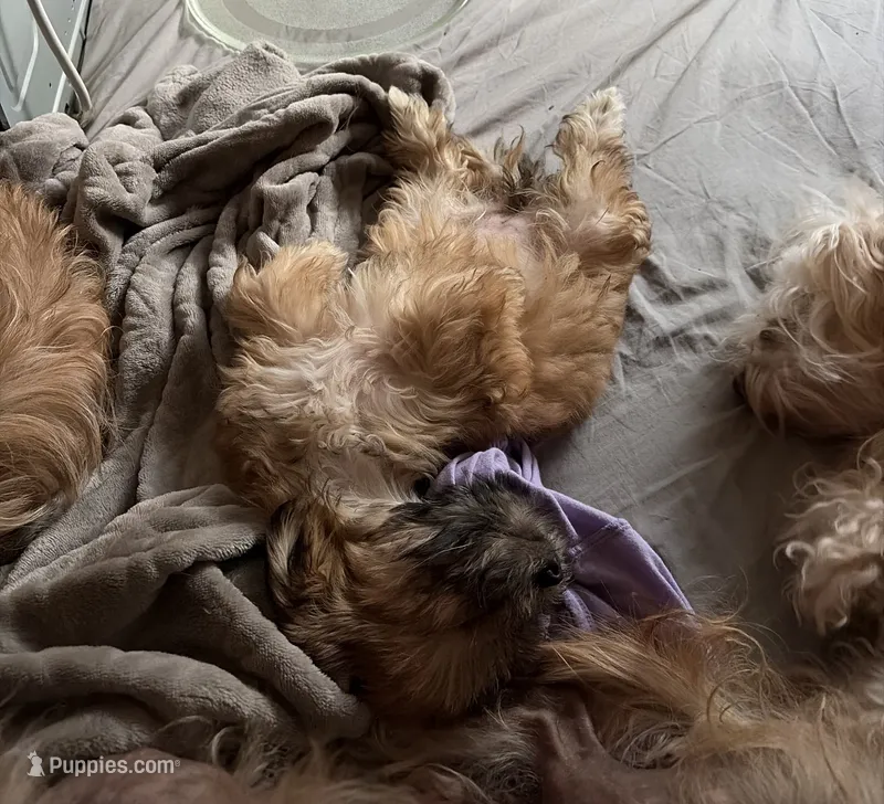 Princess – Yorkipoo puppy for sale in Colonial Heights, VA
