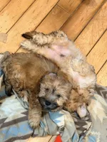 Mr Handsome, a male Yorkipoo for sale in Colonial Heights, VA – 2 of 2