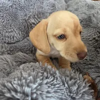 Stella Blonde, a female Miniature Dachshund for sale in Burleson, TX – Photo 7 of 10