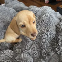 Stella Blonde, a female Miniature Dachshund for sale in Burleson, TX – Photo 6 of 10