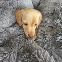 Stella Blonde, a female Miniature Dachshund for sale in Burleson, TX – Photo 8 of 10