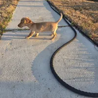 Stella Blonde, a female Miniature Dachshund for sale in Burleson, TX – Photo 10 of 10