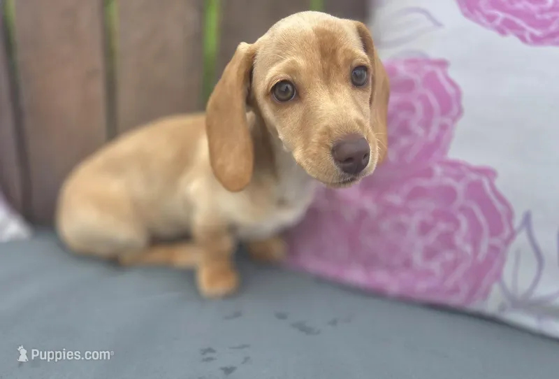 Stella Blonde, a female Miniature Dachshund for sale in Burleson, TX – Photo 1 of 10