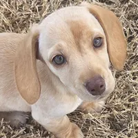 Stella Blonde, a female Miniature Dachshund for sale in Burleson, TX – Photo 2 of 10