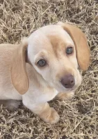 Stella, a female Miniature Dachshund for sale in Burleson, TX – Photo 1 of 7