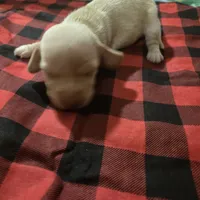 Stella Blonde, a female Miniature Dachshund for sale in Burleson, TX – Photo 5 of 10