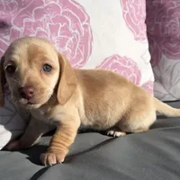 Stella Blonde, a female Miniature Dachshund for sale in Burleson, TX – Photo 4 of 10