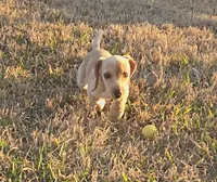 Stella Blonde, a female Miniature Dachshund for sale in Burleson, TX – Photo 9 of 10
