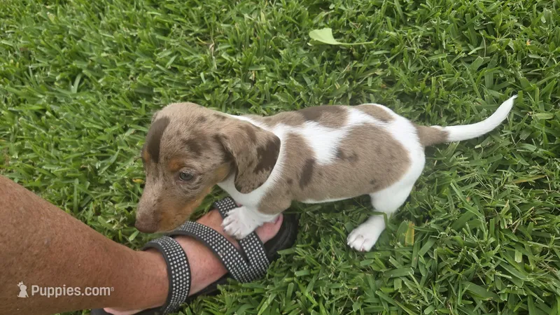 Flash – Miniature Dachshund puppy for sale in Burleson, TX