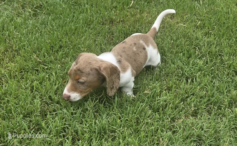 Robin  – Miniature Dachshund puppy for sale in Burleson, TX