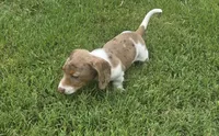 Robin.  AKC, a male Miniature Dachshund for sale in Burleson, TX – 1 of 10