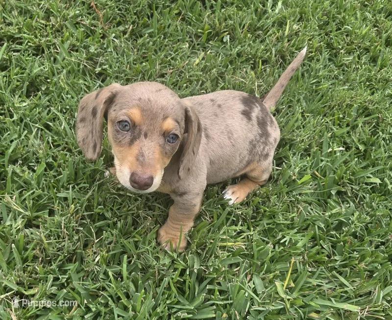 Cora – Miniature Dachshund puppy for sale in Burleson, TX