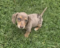 Cora.   AKC, a female Miniature Dachshund for sale in Burleson, TX – 1 of 10