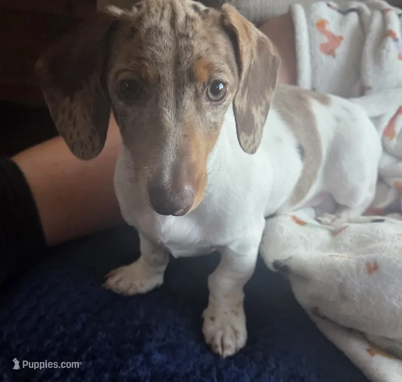 Pearl   AKC – Miniature Dachshund puppy for sale in Burleson, TX