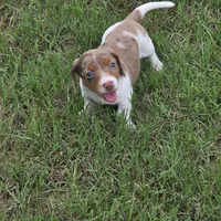 Flash, a male Miniature Dachshund for sale in Burleson, TX – Photo 7 of 8