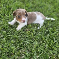 Flash, a male Miniature Dachshund for sale in Burleson, TX – Photo 4 of 8