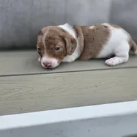 Flash, a male Miniature Dachshund for sale in Burleson, TX – Photo 3 of 8