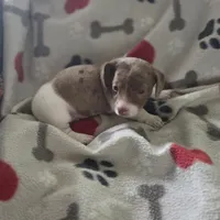 Flash, a male Miniature Dachshund for sale in Burleson, TX – Photo 2 of 8