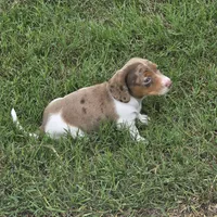 Flash, a male Miniature Dachshund for sale in Burleson, TX – Photo 8 of 8