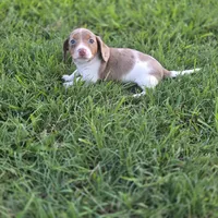 Flash, a male Miniature Dachshund for sale in Burleson, TX – Photo 1 of 8