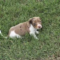 Flash, a male Miniature Dachshund for sale in Burleson, TX – Photo 6 of 8