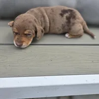 Cora, a female Miniature Dachshund for sale in Burleson, TX – Photo 3 of 10