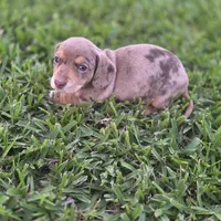 Cora, a female Miniature Dachshund for sale in Burleson, TX – Photo 6 of 10