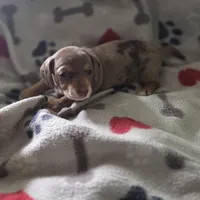 Cora, a female Miniature Dachshund for sale in Burleson, TX – Photo 2 of 10