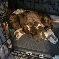 Cora, a female Miniature Dachshund for sale in Burleson, TX – Photo 5 of 10