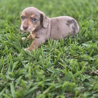 Cora, a female Miniature Dachshund for sale in Burleson, TX – Photo 4 of 10