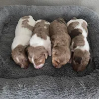 Cora, a female Miniature Dachshund for sale in Burleson, TX – Photo 9 of 10