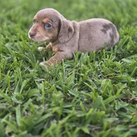 Cora, a female Miniature Dachshund for sale in Burleson, TX – Photo 7 of 10