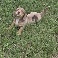 Cora, a female Miniature Dachshund for sale in Burleson, TX – Photo 1 of 10