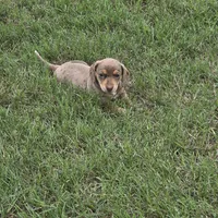 Cora, a female Miniature Dachshund for sale in Burleson, TX – Photo 10 of 10