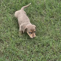 Cora, a female Miniature Dachshund for sale in Burleson, TX – Photo 8 of 10