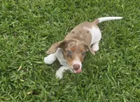 Robin.  AKC, a male Miniature Dachshund for sale in Burleson, TX – 3 of 10