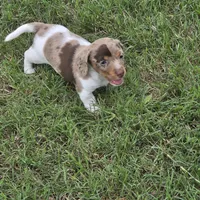 Robin , a male Miniature Dachshund for sale in Burleson, TX – Photo 7 of 10